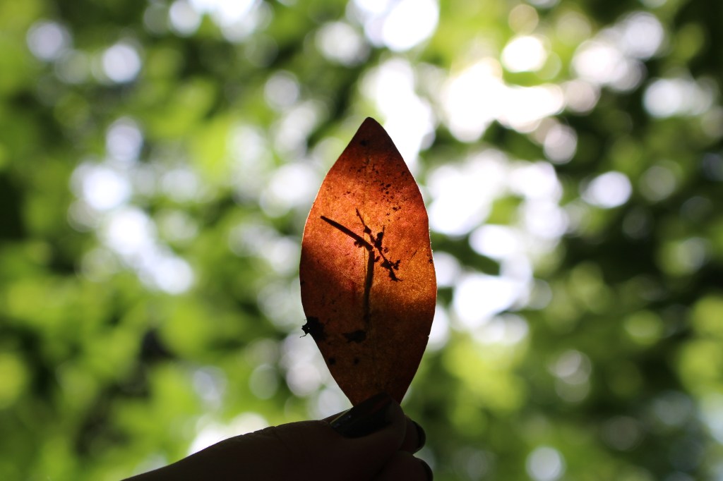Brown leaf with the sun behind